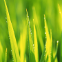 icon live grass wallpaper for Samsung Galaxy J2 DTV