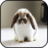 icon Rabbit Wallpapers 1.0