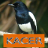 icon Master Kicau Kacer 1.2