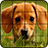 icon Puzzle Dogs 4.0