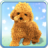 icon Talking Teddy Dog 1.7