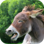 icon Donkey Sounds for Samsung Galaxy Note 10 1