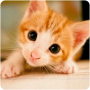 icon Kitten Wallpapers for Samsung Galaxy Grand Duos(GT-I9082)
