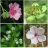 icon Plant identifier 6.5.921