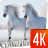 icon Horses wallpapers 4k 1.0.10