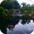 icon Real pond with Koi 10.0