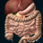 icon Organs 3D Anatomy 2.5