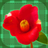 icon Flower Pelmanism 1.0