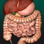 icon Internal Organs 3D Anatomy