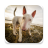 icon Bull Terrier Wallpapers HD 1.0.0