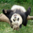 icon 3D Panda Cub Slots 1.5