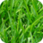 icon Grass Wallpapers 1.0