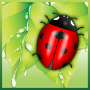 icon Save The Beetle