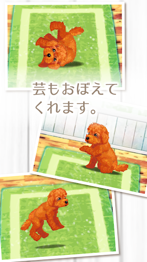 Healing puppy breeding game ~ Toy poodle edition ~