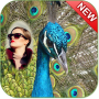 icon Peacock Photo Frame for Doopro P2