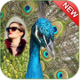 icon Peacock Photo Frame for Sony Xperia XZ1 Compact