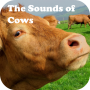 icon The Sounds of Cows for Samsung Galaxy Note 10 1