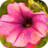 icon Free Flower HD Wallpapers 2.7