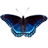 icon Butterfly 1.13