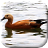 icon Duck Live Wallpaper 2.1