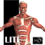 icon Visual Anatomy Lite