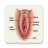 icon Vagina : Reproductive system 1.2