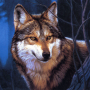 icon Wolf Jigsaw Puzzles for iball Slide Cuboid