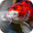 icon Japanese Koi Fish Wallpaper 15.0