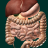 icon Internal Organs 3D Anatomy 3.0.3