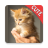 icon Cats Memory 1.64