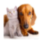 icon Dog and Cat pictures