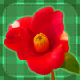 icon Flower Pelmanism