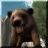icon Bear Hunting 2015 3D 1.1
