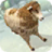 icon Sheep Racing Adventure 1.0.0