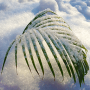 icon Tender Snowy Palm for Samsung Galaxy Note 10 1