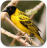 icon African Birds Sounds 3.9