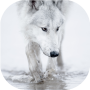 icon Wolves live wallpaper