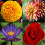 icon Flower identifier
