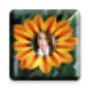 icon Color Flower PhotoFrame