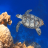 icon Turtle Swimming Coral Reef 1.7.1