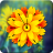 icon Sunflower Clock Live Wallpaper 3.0
