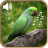 icon BirdSounds 2.4