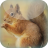 icon Red Squirrel Live Wallpaper 3.0