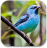 icon South American Birds Sounds 3.5