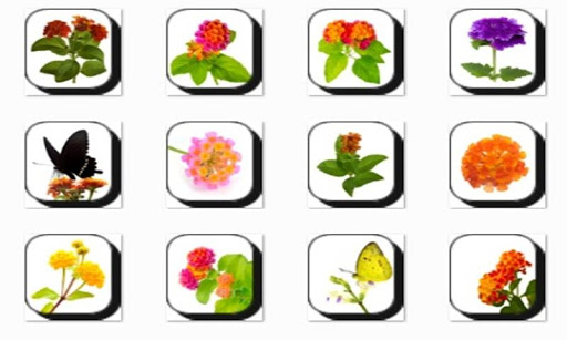 Lantana Flowers Onet Game