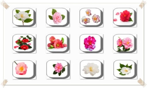 New Amazing Flowers Onet Game