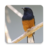 icon Master Kicau Burung Murai 1.0