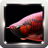 icon Arowana Wallpapers 9