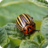 icon Insect pests 8.2.3