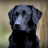 icon Gundog Challenge 2.4